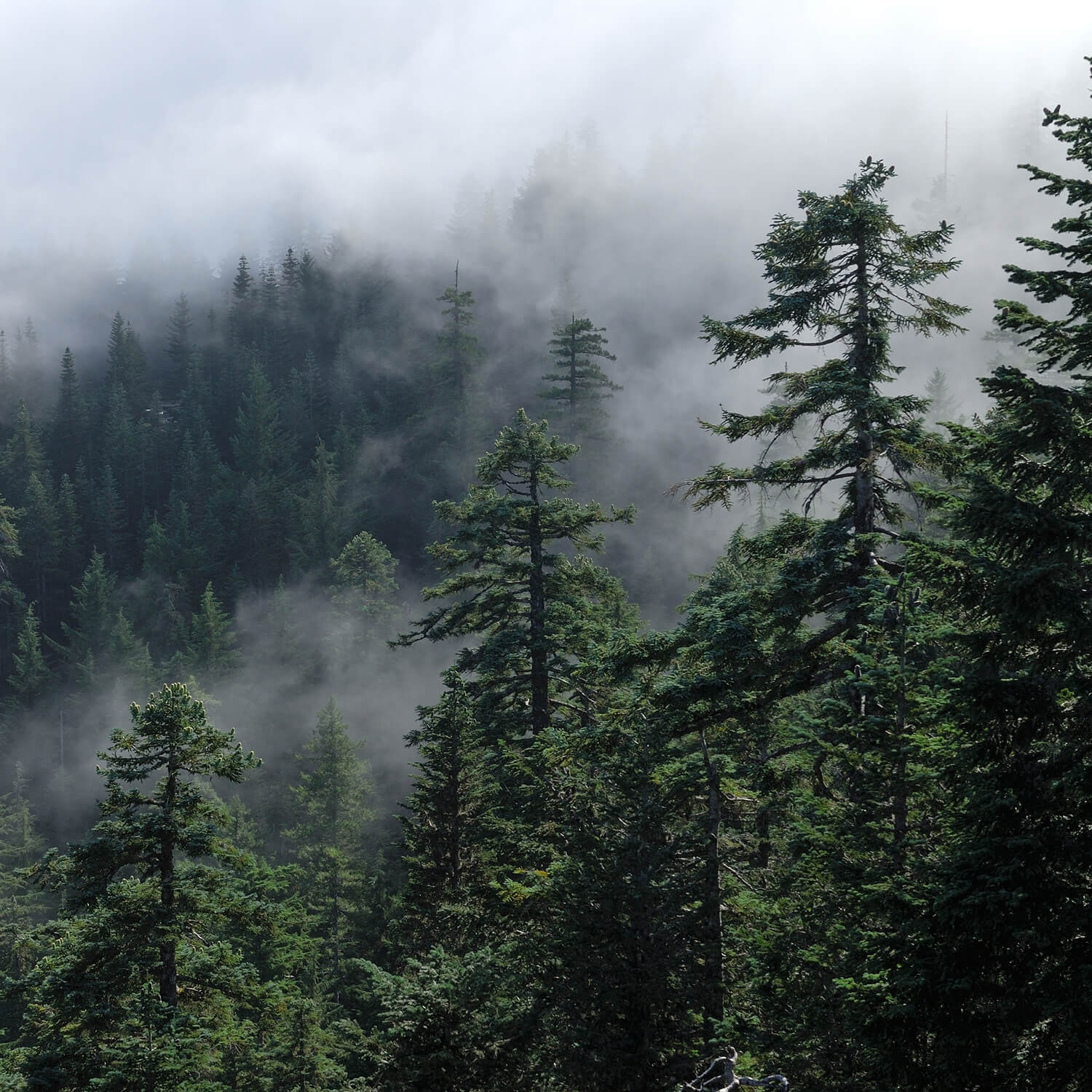 Pacific Nortwhest pine trees