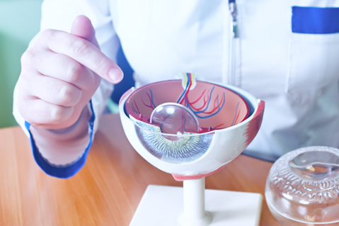 Doctor with model of eye pointing at eye lens