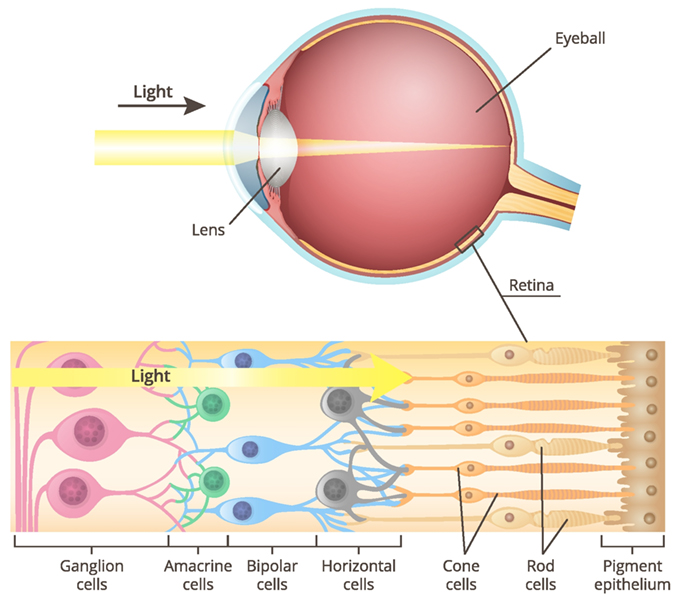 Diagram structure of the retina